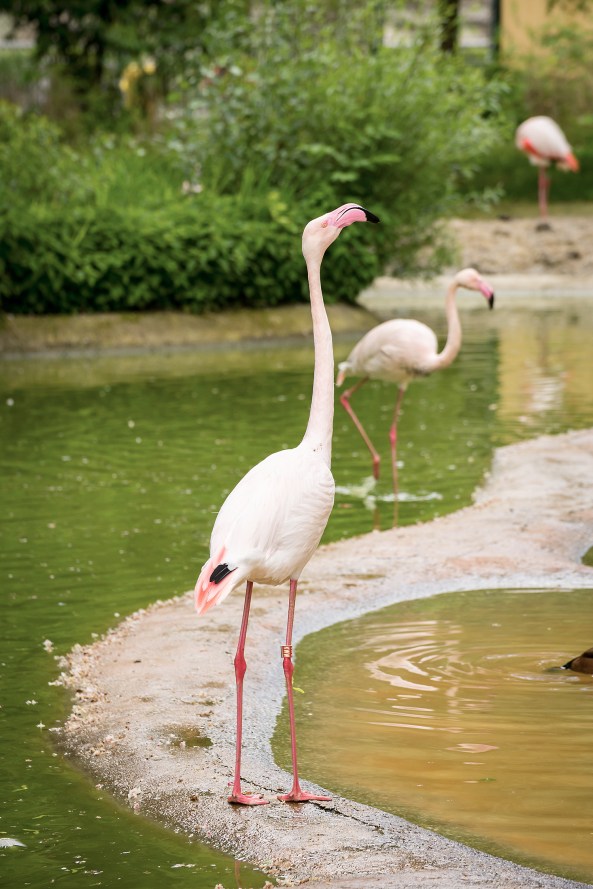 52Fenicottero rosa copia