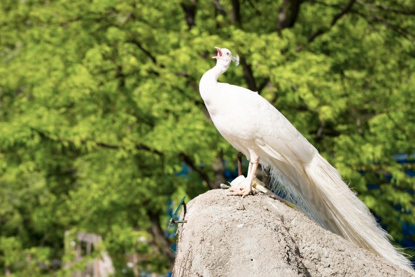 60Pavone bianco copia