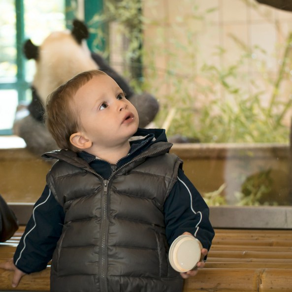 Matteo e il panda copia