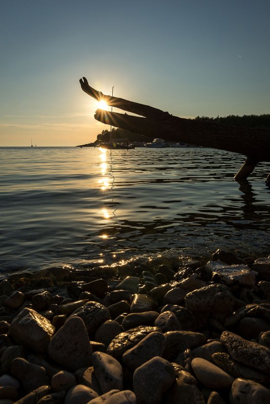 L'albero-nel-mare-copia