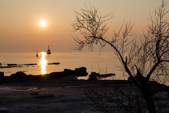 Albero-de-Umago-copia